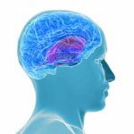 Was ist die Beziehung zwischen Zucker und Dopamin?